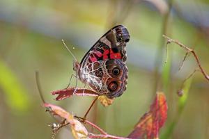 Third Place Nature, Joan Bendon