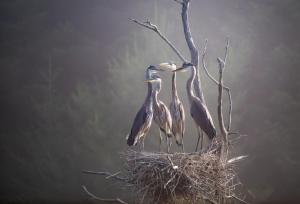 First Place, Nature, Bernie Ross