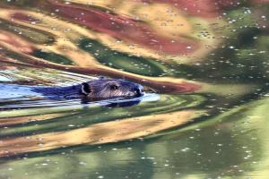 Second Place, Nature, Paul Madder
