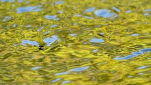 Third Place, Nature, Nick Thompson